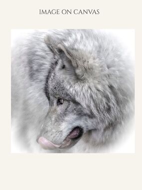 Photograph on canvas  8" X 8" grey wolf Original Art